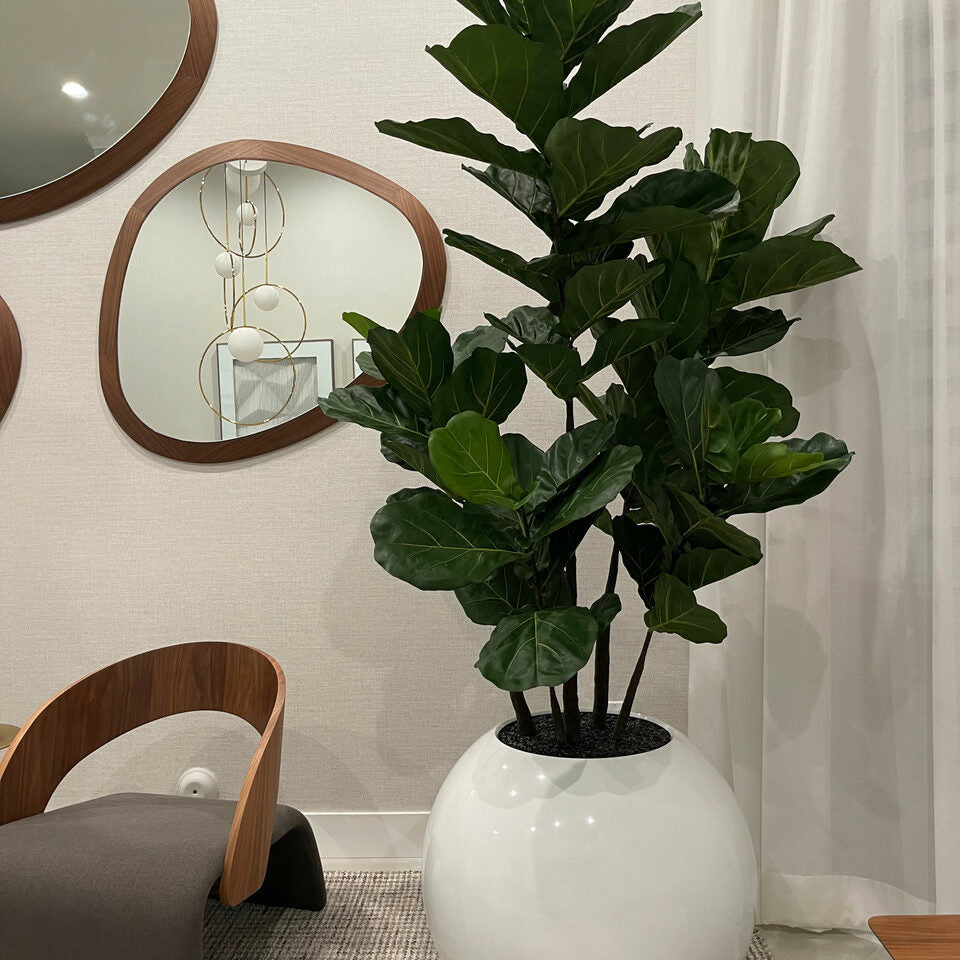 Weiße Kugelvase mit Geigenfeige – 180 cm