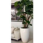 Monstera-Pflanze im hochglänzenden weißen Topf