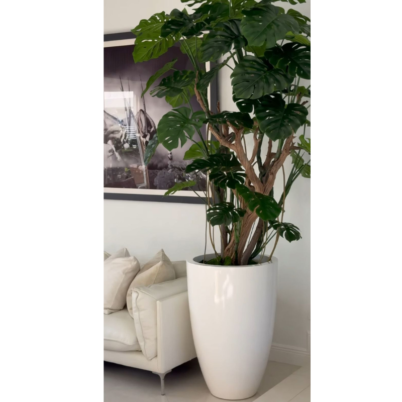 Monstera-Pflanze im hochglänzenden weißen Topf