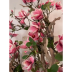 Rosa Magnolienbaum im St. Tropez-Topf in strahlendem Weiß – Neuerscheinung