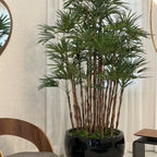 Lady-Palme im schwarzen Terragona-Pflanzgefäß