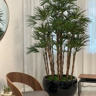 Lady-Palme im schwarzen Terragona-Pflanzgefäß