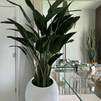 Paradiesvogelblume in weißer Spiralvase