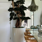 Großer Bonsai im Brannan-Topf