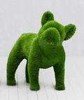Französische Bulldogge – Tierförmige Topiary (künstlich)